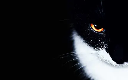 عکس از گربه با موهای سیاه و سفید در پشت زمینه مشکی