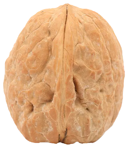 عکس گردو png از نزدیک با جزئیات تماشایی و کیفیت عالی