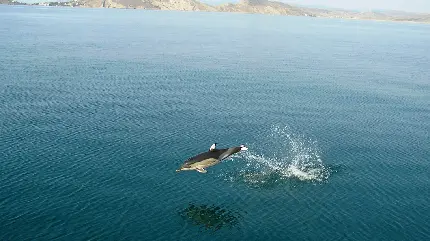 والپیپر و تصویر زمینه از شنای با شکوه دلفین معمولی نوک کوتاه در آب های آزاد