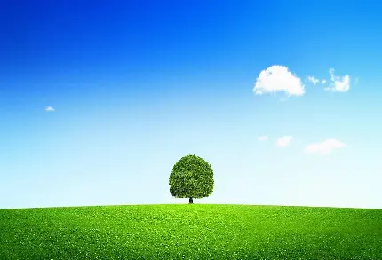 پروفایل تک درخت سبز در چمنزار وسیع با آسمان آبی صاف