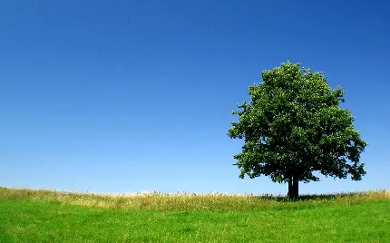 عکس درخت تنها سبز روی چمن های تازه فصل بهار با کیفیت خوب