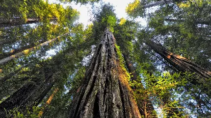 تصویری از نمای بسته درخت های بلند سکویا با کیفیت بالا 