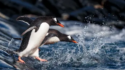 تصویر زمینه شیک و کیوت پنگوئن ها در حال آب بازی 