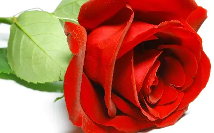 استوک والپیپر از گل رز قرمز در زمینه سفید منتخب 2023