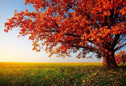 دانلود تصویر زمینه درخت پاییزی با برگ های نارنجی خشک شده
