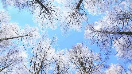 استوک با بهترین زاویه عکاسی از درختان در زمینه آسمان 2023