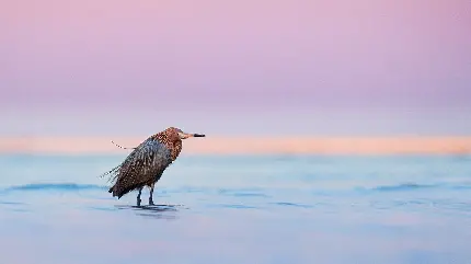 عکس جالب از پرنده قار سرخ فام برای کامپیوتر 1403