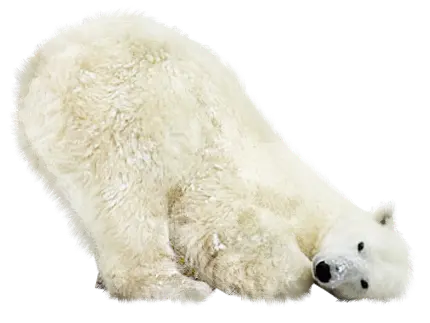 عکس بامزه و خنده دار خرس قطبی سفید دوست داشتنی