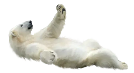 خفن ترین عکس PNG خرس قطبی سفید با ژست کیوت برای طراحی لوگو