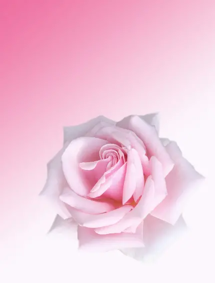 دانلود عکس ساده گل رز سفید و صورتی مناسب نوشتن متن ولنتاین