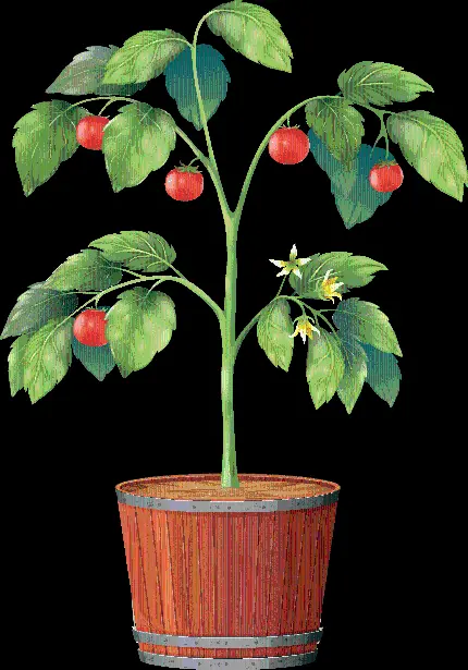 تصویر نقاشی بوته گوجه فرنگی قرمز و خوشمزه با فرمت PNG