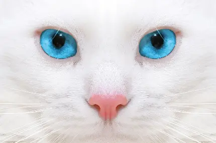صورت گربه سفید با چشمان آبی خوشرنگ و مسحور کننده
