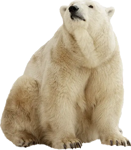 عکس با فرمت PNG خرس سفید قطبی با چنگال های بزرگ