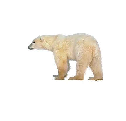 PNG و عکس دور بریده شده خرس سفید بزرگ از فاصله دور