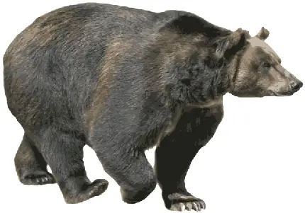 عکس های واقعی خرس سیاه با فرمت PNG و کیفیت بالا