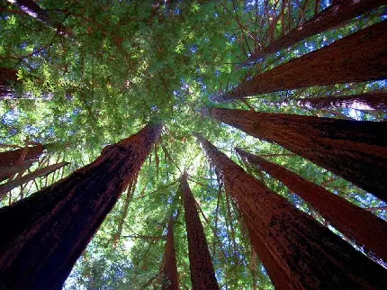 عکس درخت بلند سکویا با بهترین زاویه عکاسی
