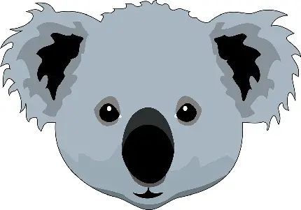 تصاویر بدون زمینه کوالا Koala PNG برای دانلود کاملا رایگان