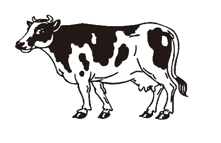 عکس PNG نقاشی گاو شیری نژاد هلشتاین 