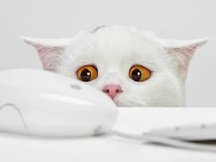 گربه سفید با گوش های آویزان و چشم های نارنجی ترسیده