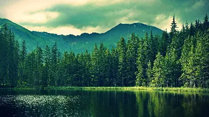 عکس زمینه منظره درخت های شاداب و زیبا کوهستانی کنار دریاچه