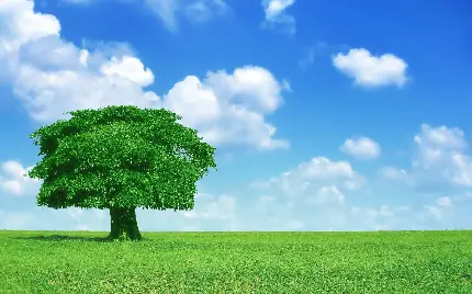 درخت تنها و سبز با تنه درخشان و جادویی با پس زمینه آسمان آبی
