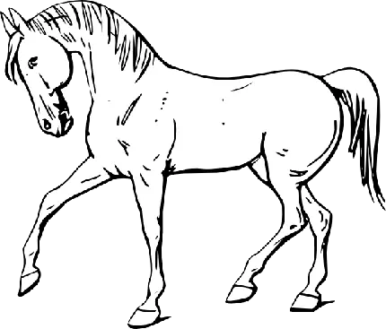پی ان جی تصویر یورتمه رفتن اسب مناسب برای رنگ آمیزی