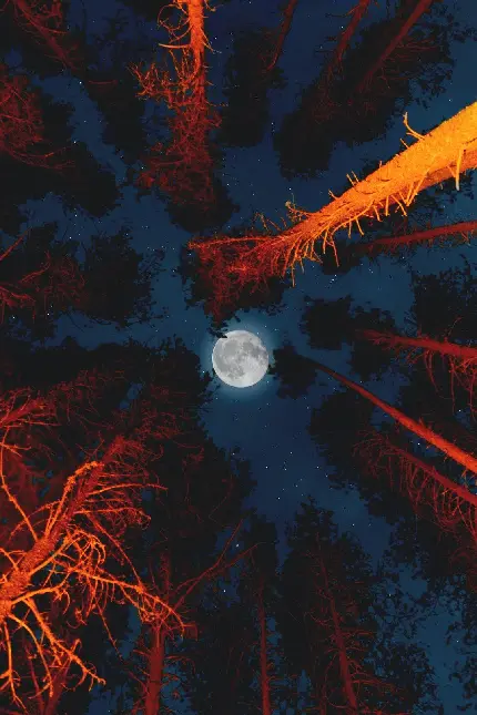 بک گراند جنگل تاریک زیر نور ماه کامل ویژه موبایل آیفون