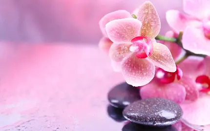 تصویر گل ارکیده صورتی در کنار سنگ های صاف خوشگل