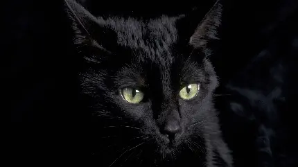 پس زمینه با طرح گربه ی سیاه با چشمان سبز خاص 