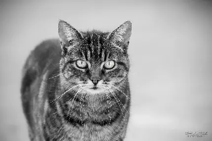 دانلود عکس زیبا از گربه سیاه و سفید با کیفیت خیلی بالا
