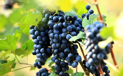 عکس انگور به انگلیسی Grape و با نام علمی vinifera