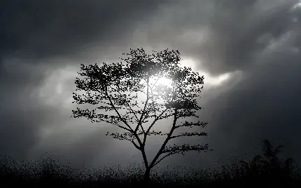 درخت تنها با شاخه های نازک و بلند و آسمان ابری خاکستری