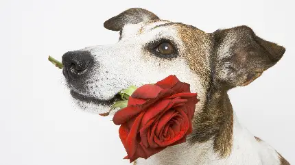 والپیپر و تصویر زمینه کیوت از سگ نژاد جک راسل تریر در بکگراند سفید و ساده