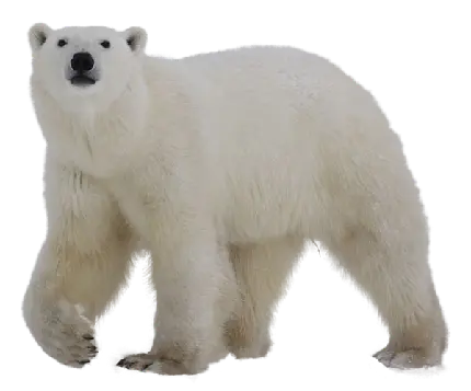 دانلود عکس خرس قطبی لایه باز با فرمت PNG 