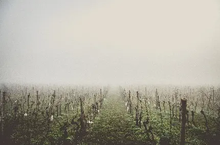 دانلود عکس مزرعه مه آلود بدون محصول و چمن های سبز و تازه