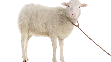 خوشگل ترین PNG گوسفند سفید کوچک بسته شده
