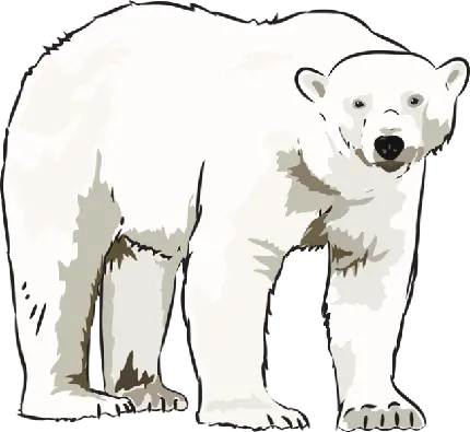 عکس نقاشی به صورت فایل PNG از خرس قطبی بالغ