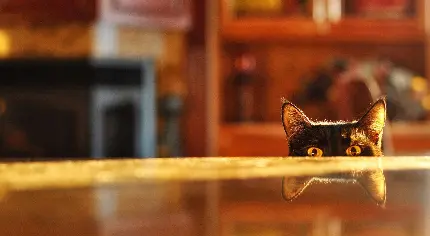 عکس بامزه زیر چشمی نگاه کردن گربه سیاه از لبه میز