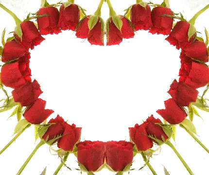 کادر و قالب به شکل قلب با گل های قرمز برای نوشتن متن عاشقانه