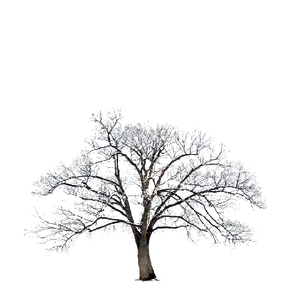 تصویر جدید و جالب درخت برفی با فرمت PNG پی ان جی