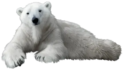 زیباترین فایل دور بری شده خرس سفید پشمالو برای طراحی و ادیت