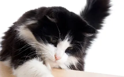 والپیپر گربه جنگلی نروژ سیاه و سفید برای علاقمندان به حیوانات