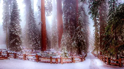 عکس رویایی جاده برفی با چشم انداز درختان کاج