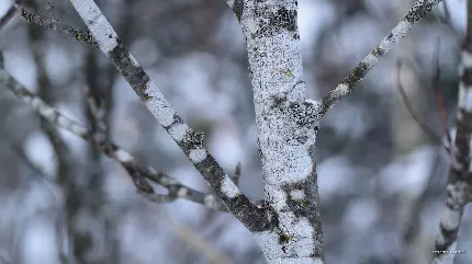 ساقه درخت توسکا از نزدیک در زمستان سرد و برفی 