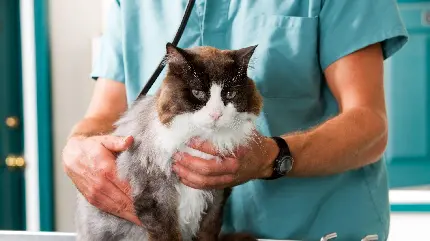 عکس دامپزشک در حال معاینه گربه با کیفیت بالا
