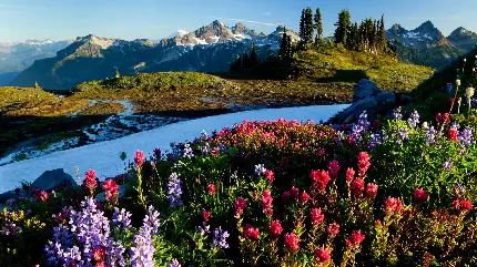 والپیپر از منظره گل های رنگی در طبیعت با ویو کوه های باشکوه