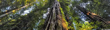 عکسی از درخت بلند سکویا یکی از گونه درخت های غول پیکر دنیا