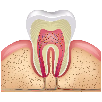 عکس پی ان جی PNG گرافیکی دندان و ریشه متصل به لثه 