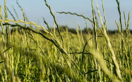 عکس از شالیزار و مزرعه برنج از نمای نزدیک