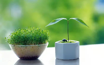چاپ پوستر پس زمینه بسیار زیبا و دیدنی گل و گیاه شاداب و انرژی بخش 